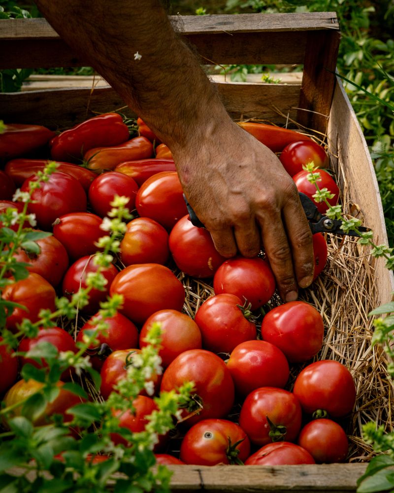 Harvest In The Afternoon For The Best Flavor