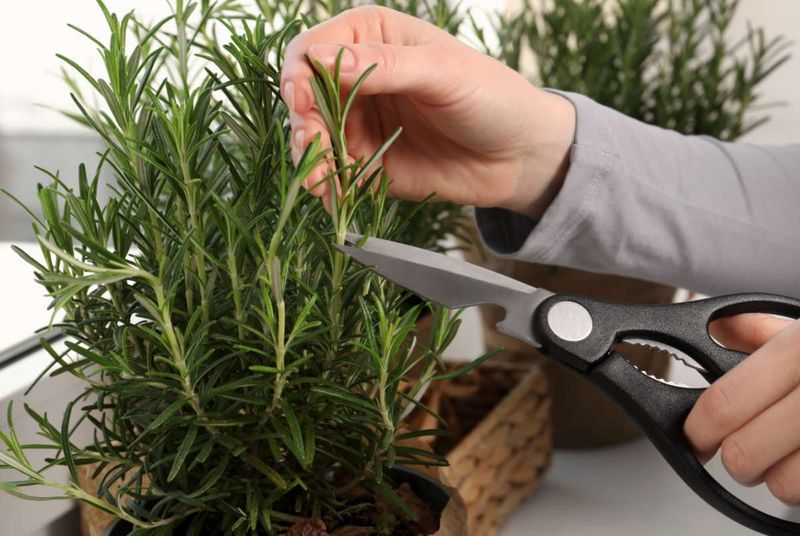 Harvest Lightly To Encourage Fuller Growth Harvest Lightly To Encourage Fuller Growth