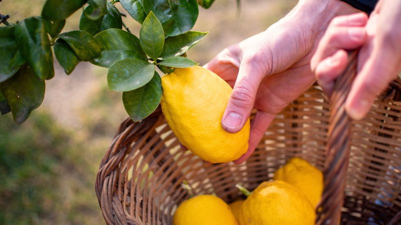 Harvest Mature Fruit Promptly