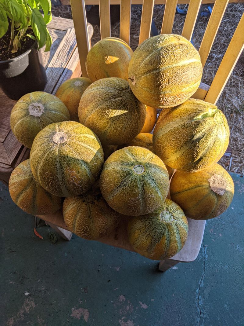 Harvest Melons Only When They Are Fully Ripe