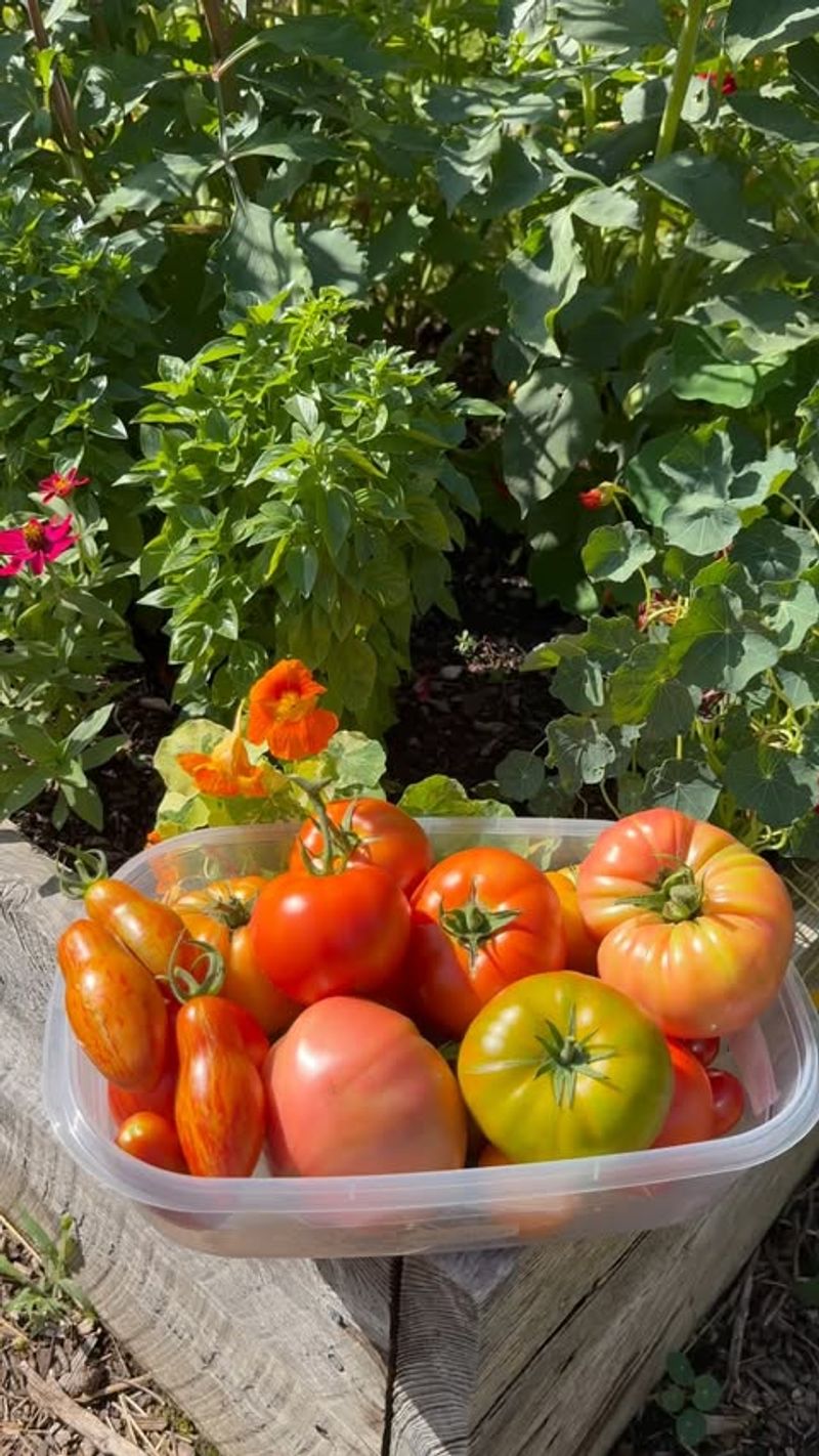 Harvest Nearly Ripe Tomatoes Before Extreme Heat