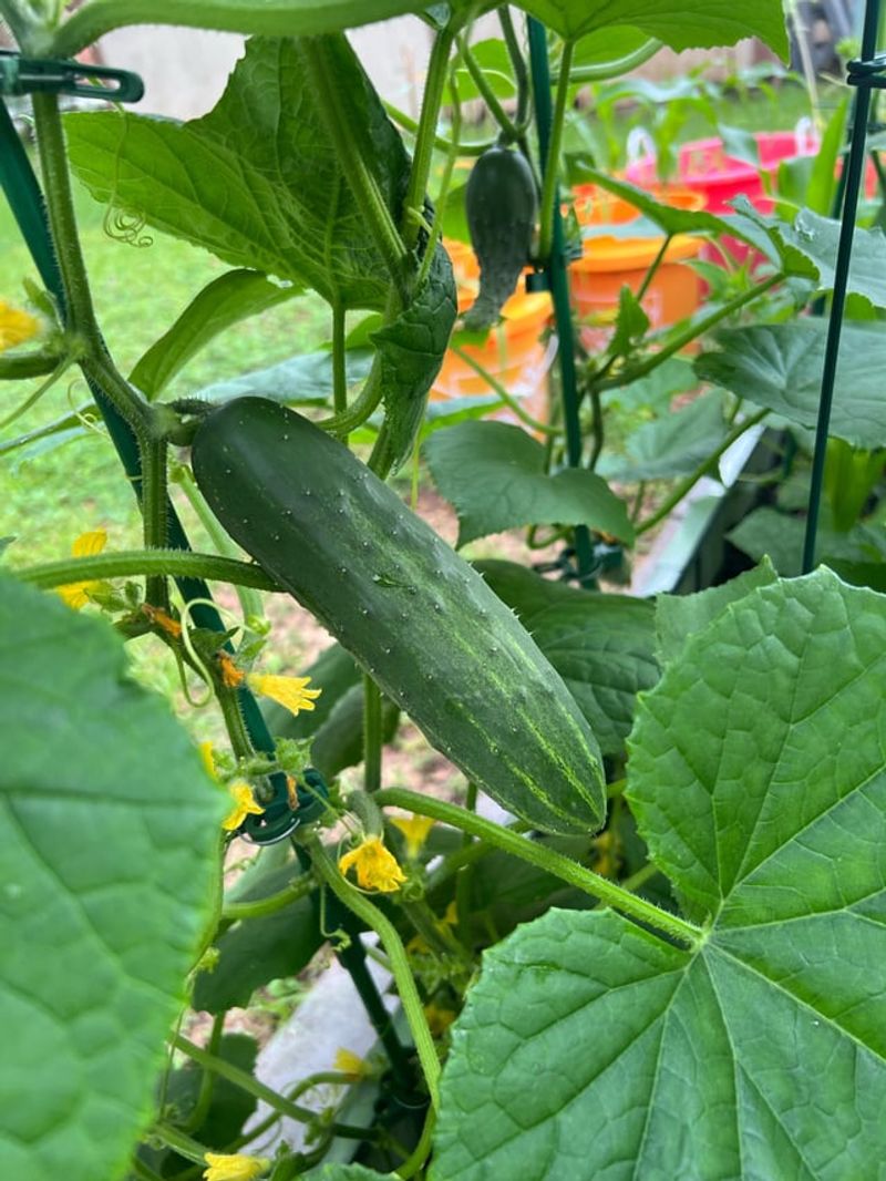 Harvest Often To Keep New Fruit Coming Harvest Often To Keep New Fruit Coming