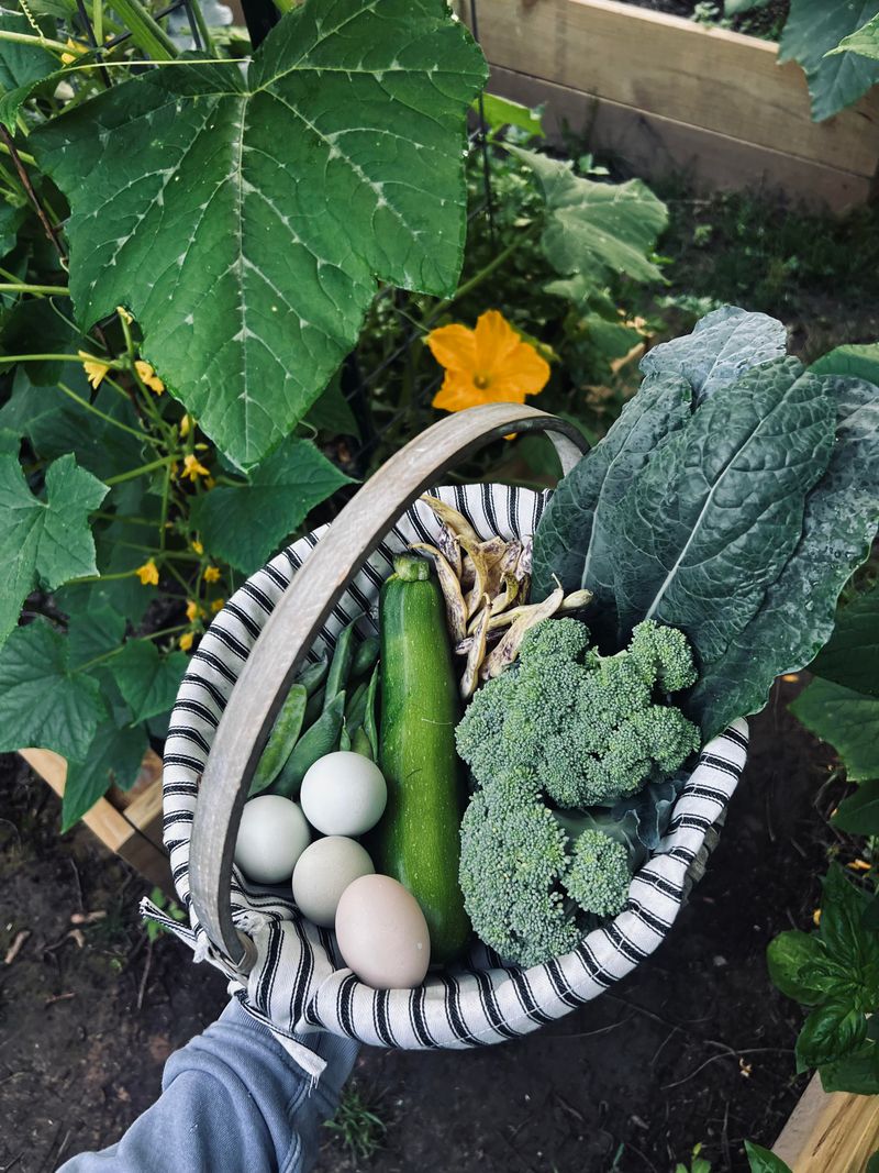 Harvest Often To Keep Plants Productive Harvest Often To Keep Plants Productive