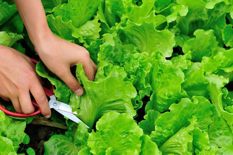 Harvest Outer Leaves While They Are Tender