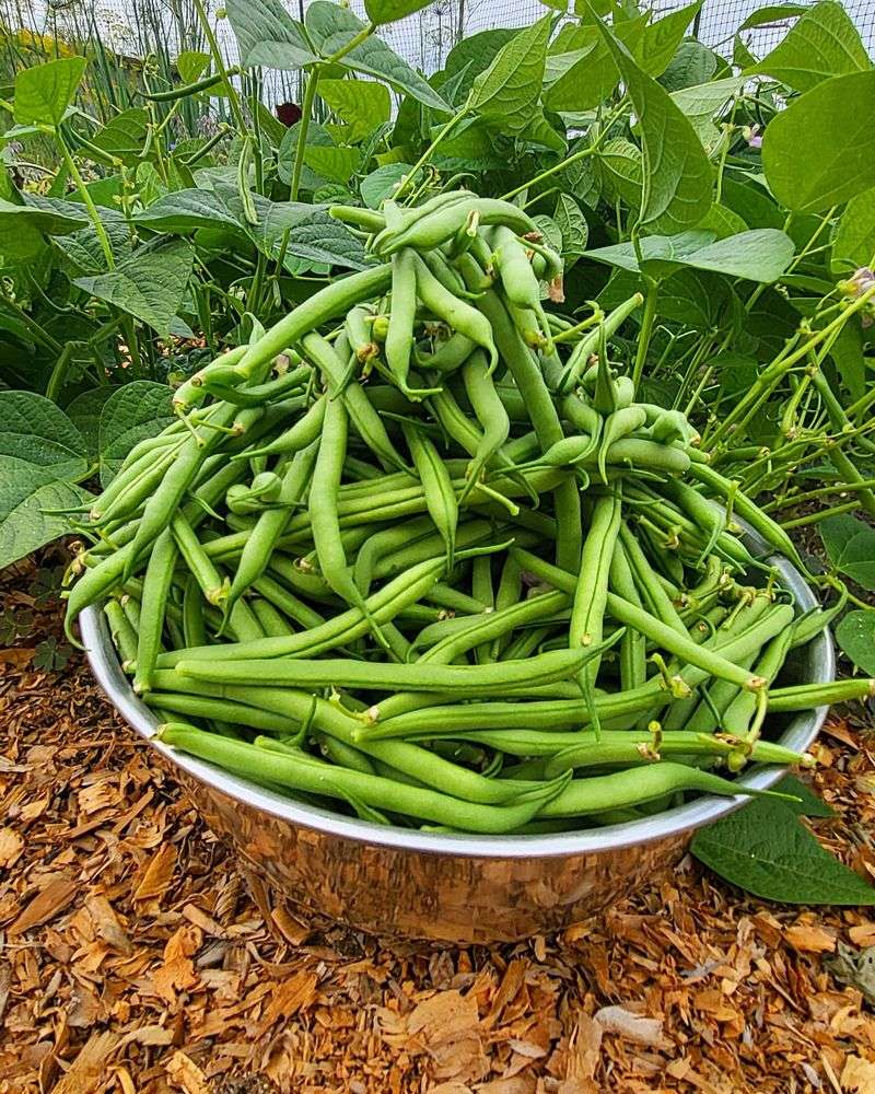 Harvest Regularly To Keep Pods Coming