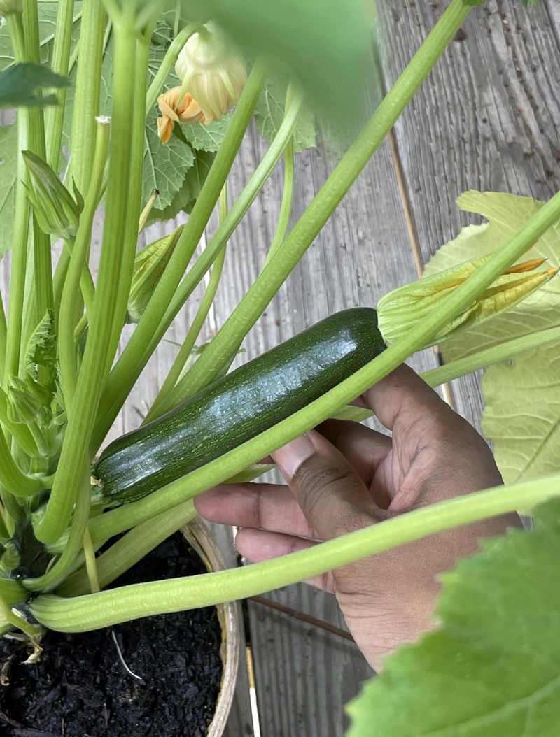 Harvest Regularly Harvest Regularly