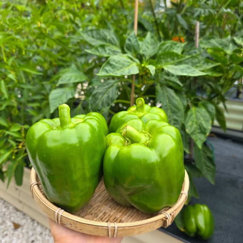 Harvest Ripe Peppers Often To Keep New Fruit Coming