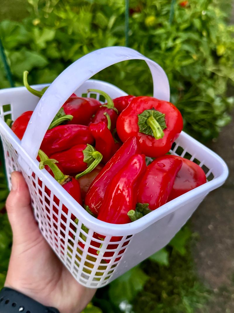 Harvest Ripe Peppers To Keep Plants Producing Harvest Ripe Peppers To Keep Plants Producing