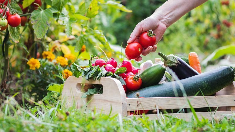 Harvest Ripe Vegetables Before Heat Stress Builds