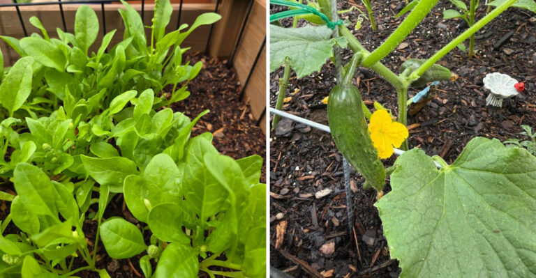 Harvest These 7 Arizona Crops Early Before The Flavor Starts Slipping