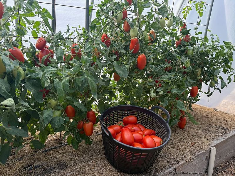 Harvest Tomatoes Frequently To Keep Plants Producing Harvest Tomatoes Frequently To Keep Plants Producing