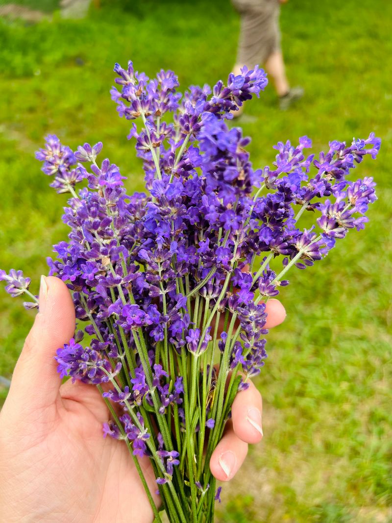 Harvest When Buds Begin To Open