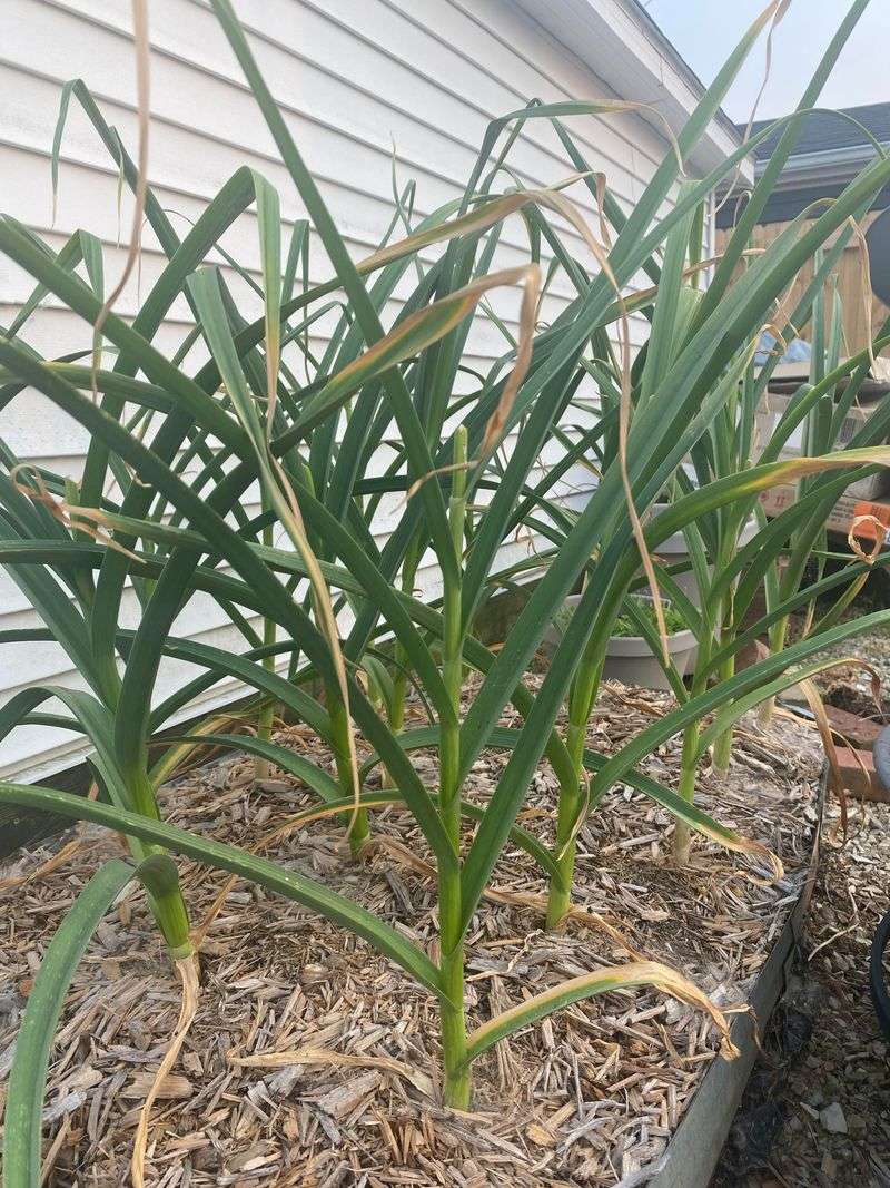Harvest When Lower Leaves Brown