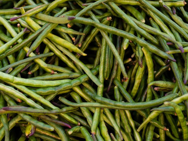 Harvesting And Storing Your Southern Pea Crop