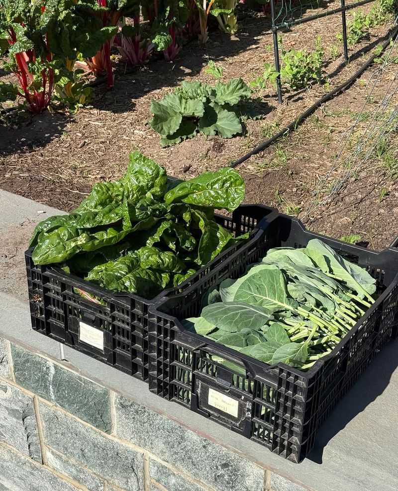 Harvesting Early Helps Reduce Plant Stress