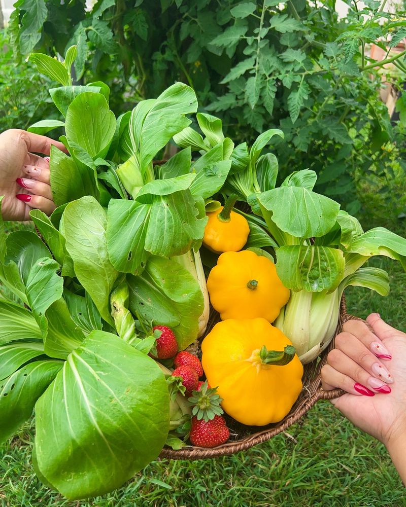 Harvesting Frequently Can Encourage Continued Production