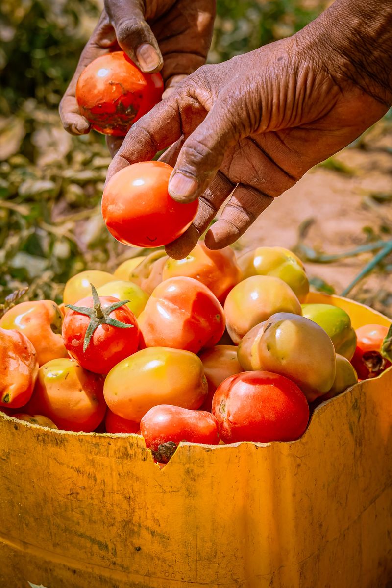 Harvesting In The Heat Of The Day Harvesting In The Heat Of The Day