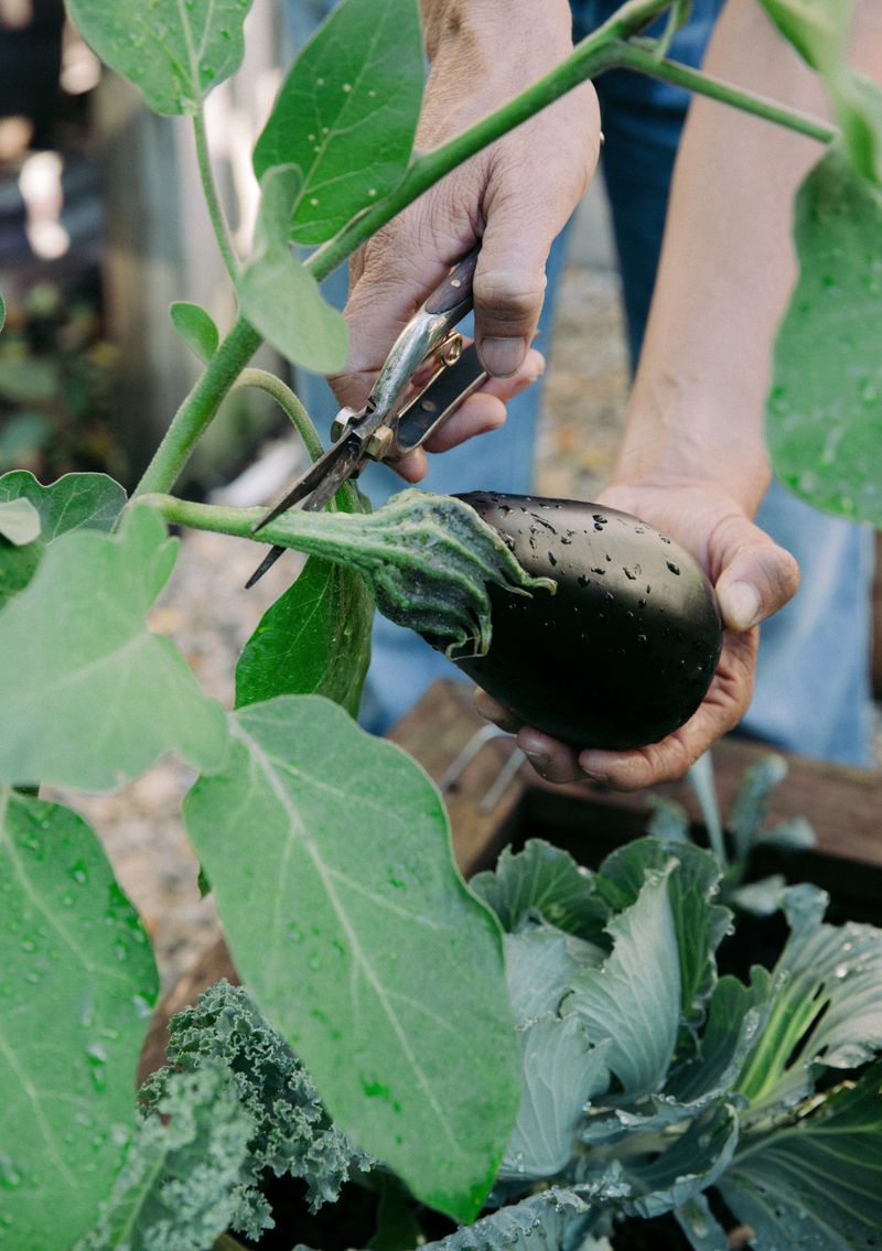 Harvesting Often Keeps Plants Working