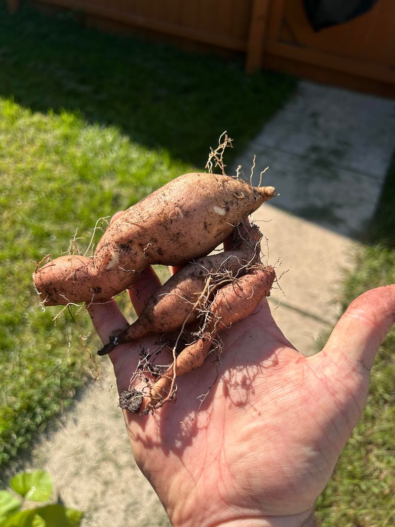 Harvesting Too Early Can Result In Smaller Sweet Potatoes Harvesting Too Early Can Result In Smaller Sweet Potatoes