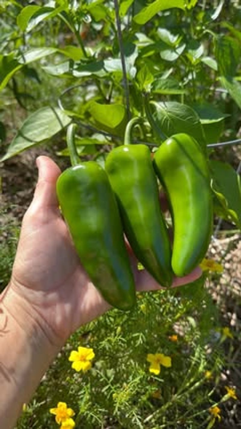 Harvesting Too Late For Continued Production Harvesting Too Late For Continued Production