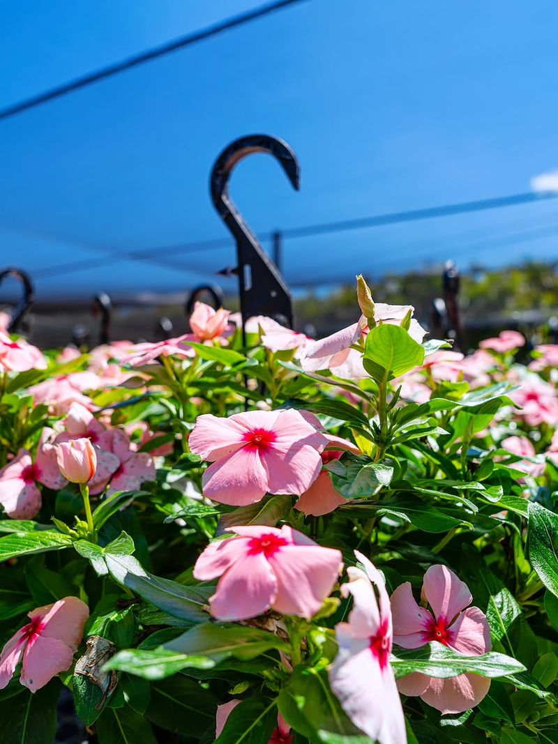 Has Moderate Drought Tolerance Once Established