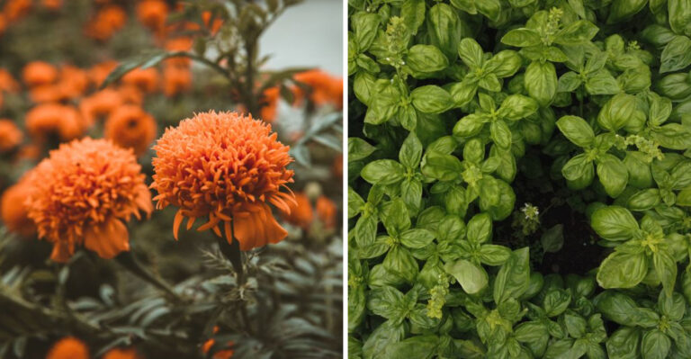 Have Mosquito-Free Patios All Summer In Louisiana With These 8 Plants