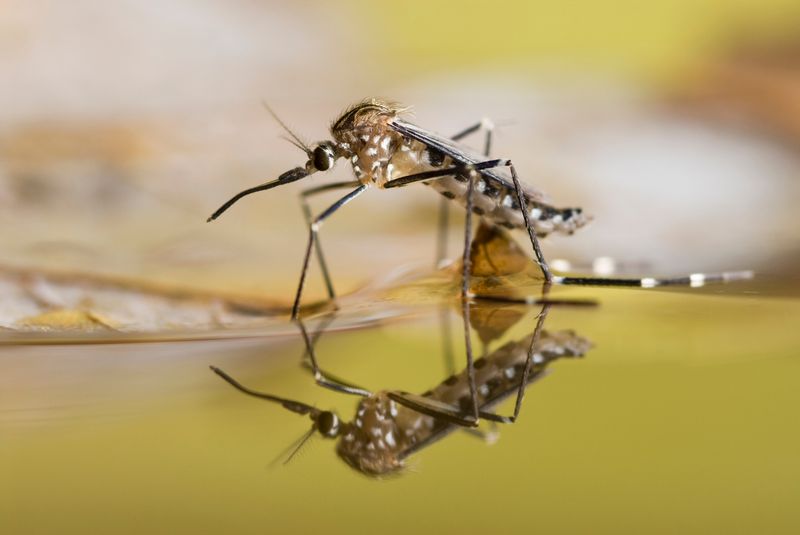 Having Unmaintained Pools, Spas, Or Birdbaths Having Unmaintained Pools, Spas, Or Birdbaths