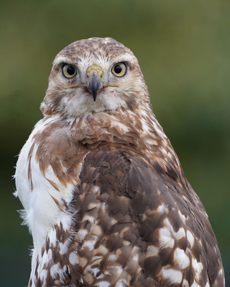 Hawk Species Most Likely Circling Delaware Properties