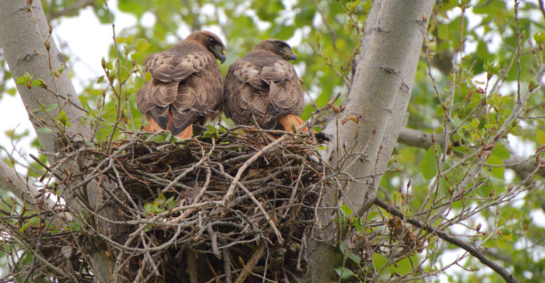 hawks nest