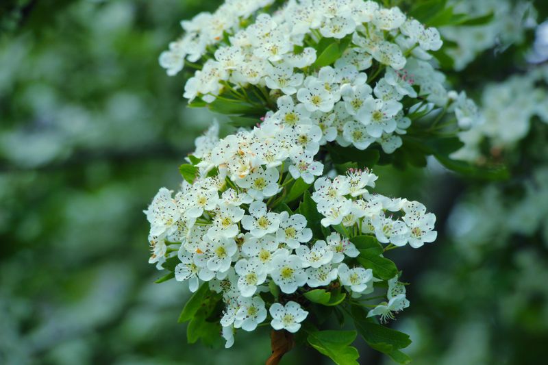 Hawthorn