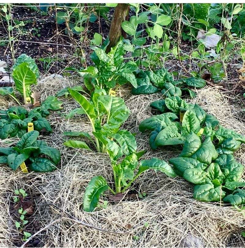 Hay Or Straw Mulch With Herbicide Residue