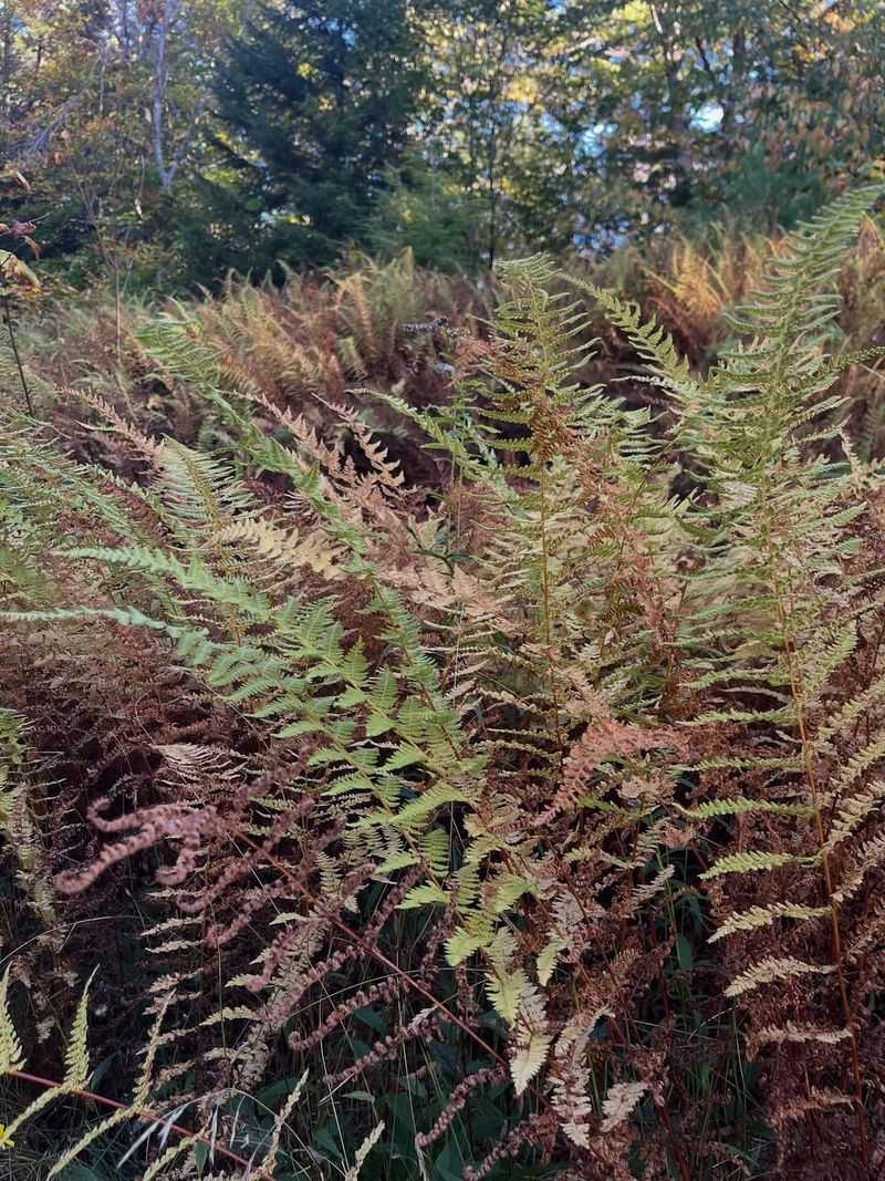 Hay-Scented Fern Hay-Scented Fern