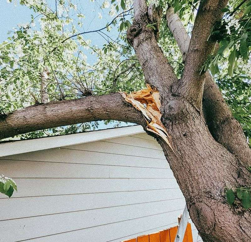 Hazardous Trees Change The Conversation Fast Hazardous Trees Change The Conversation Fast