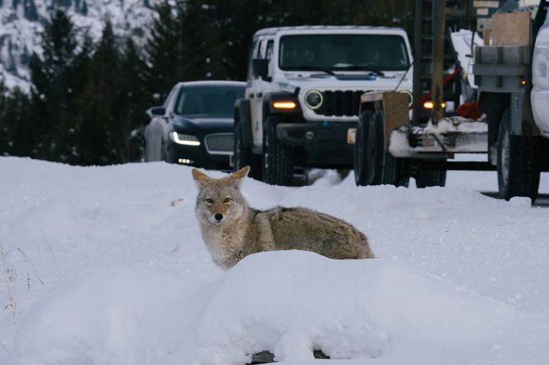 Hazing Can Help Coyotes Keep Their Distance