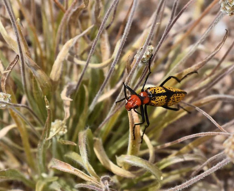 Healthy Garden Cleanup Helps Reduce Hiding Spots Healthy Garden Cleanup Helps Reduce Hiding Spots