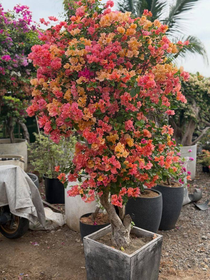 Healthy Growth Supports Continued Summer Blooms Healthy Growth Supports Continued Summer Blooms