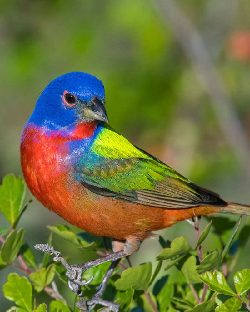 Healthy Habitat Sustains Local Populations Healthy Habitat Sustains Local Populations