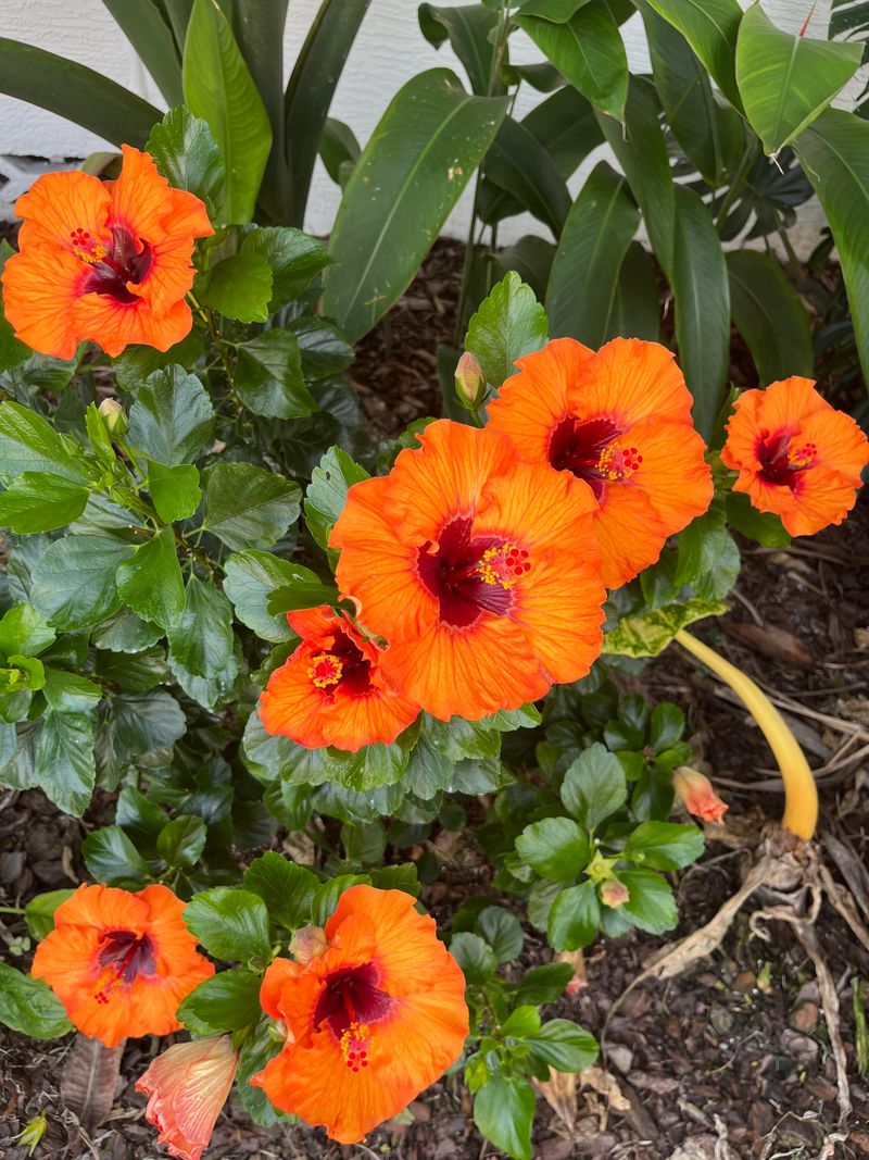 Healthy Hibiscus Handles Summer Stress Better Healthy Hibiscus Handles Summer Stress Better