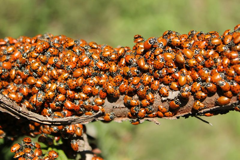 Healthy Insect Population To Hunt Healthy Insect Population To Hunt