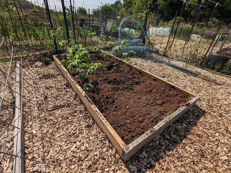Healthy June Growth Shapes The Rest Of The Season