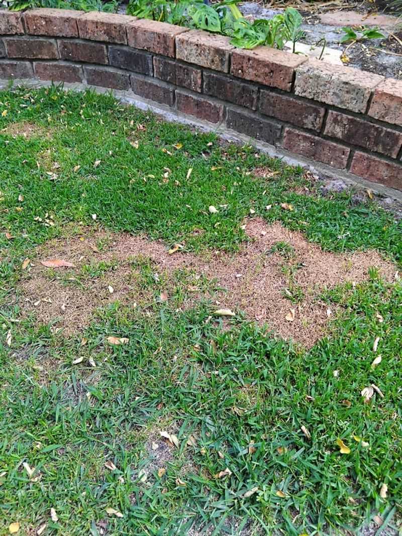 Healthy Kentucky Grass Has Specific Summer Needs Healthy Kentucky Grass Has Specific Summer Needs