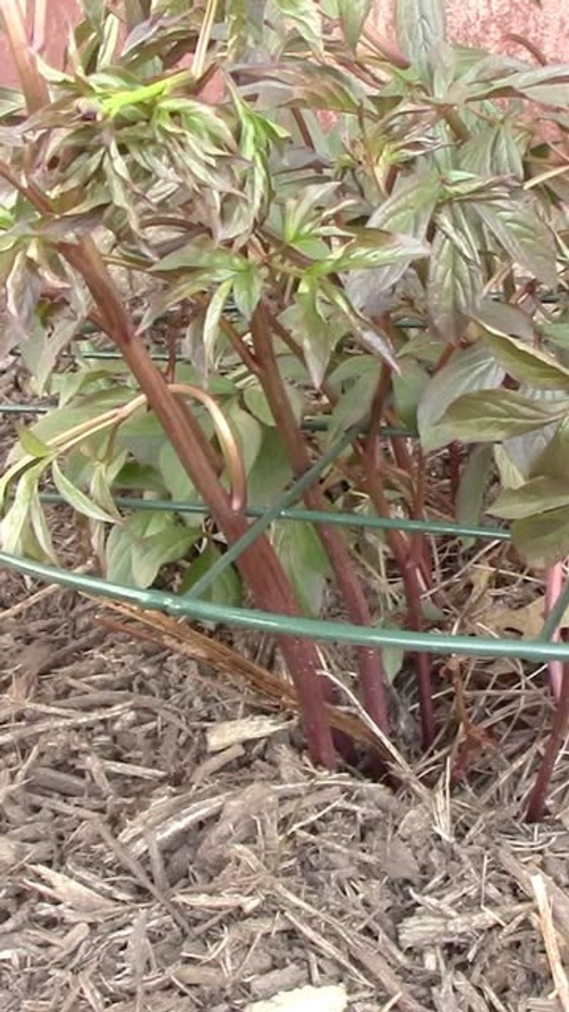 Healthy Leaves Help Strengthen The Root System