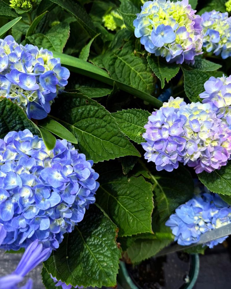 Healthy Leaves To Support Continued Blooming