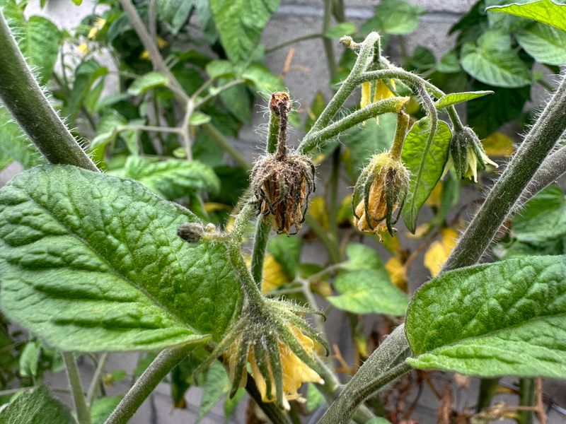 Healthy Plants May Still Drop Their Blossoms Healthy Plants May Still Drop Their Blossoms