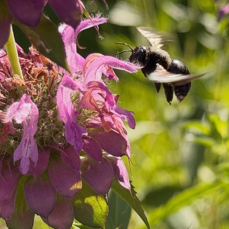 Healthy Pollinators Are Visiting Your Yard