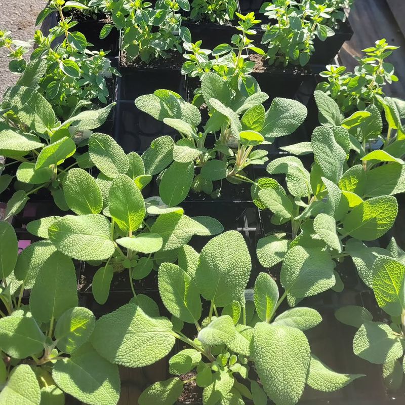 Healthy Sage Bushes Connect Herb Gardens, Vegetable Beds, And Patio Spaces