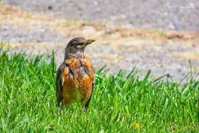 Healthy Soil Brings More Worm-Hunting Robins In Healthy Soil Brings More Worm-Hunting Robins In