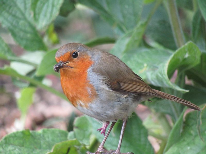 Healthy Soil Keeps Foraging Worthwhile