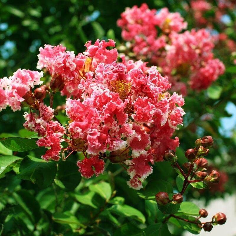 Healthy Tree Care Supports Recovery