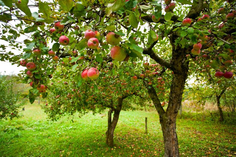 Healthy Trees Are The Best First Defense